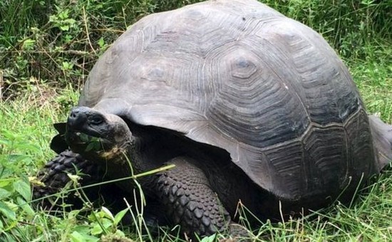 Xác định loài rùa khổng lồ mới tại quần đảo Galapagos, Ecuador