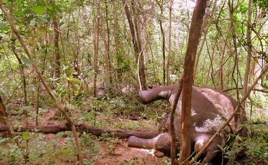 Nạn săn bắt thú rừng trái phép tại Lâm Đồng