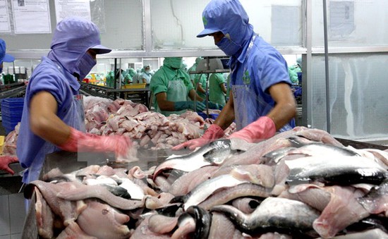Hiệp hội cá tra cân nhắc khởi kiện Mỹ ra WHO