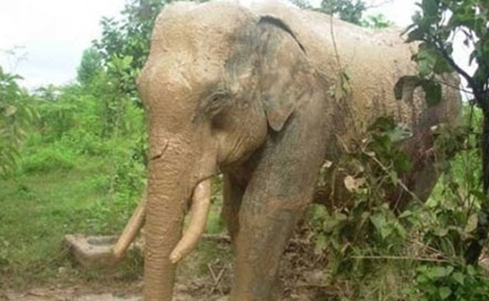Gia tăng tình trạng voi rừng tấn công voi nhà tại Đăk Lăk