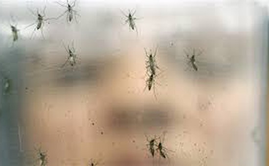 Bộ Y tế nhận định về chủng virus Zika tại Việt Nam