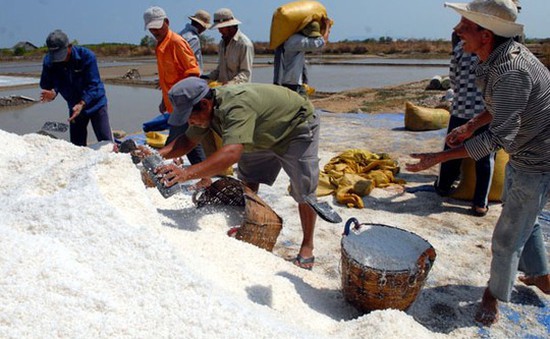 TP.HCM: Hỗ trợ mua muối tồn đọng cho diêm dân