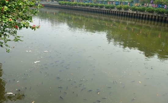 Yêu cầu xử lý vụ cá nổi trên kênh Nhiêu Lộc - Thị Nghè (TP.HCM)