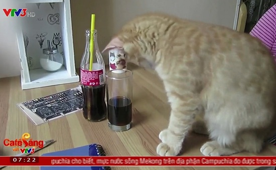 Quán cà phê mèo độc đáo tại Cộng hòa Czech