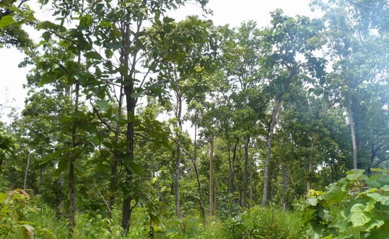 Kon Tum sẽ trồng mới hơn 1.000 ha rừng