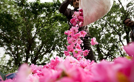 Ngất ngây vẻ đẹp mùa hoa hồng nở rộ ở Iran