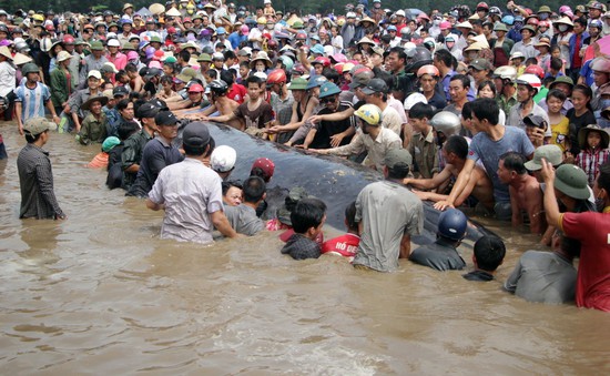 VIDEO Giải cứu thành công cá voi 15 tấn mắc cạn ở Nghệ An