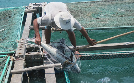 Ngư dân Lăng Cô khôi phục sản xuất sau vụ cá chết hàng loạt