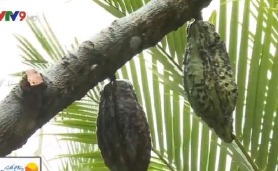 Hiệu quả thấp, nông dân Trà Vinh đốn bỏ cacao