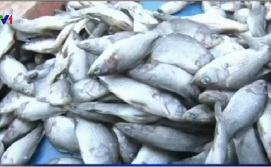 Cá chết hàng loạt gây thiệt hại lớn ở nhiều địa phương
