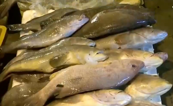 Hà Tĩnh hỗ trợ 5 triệu đồng cho điểm kinh doanh hải sản bị ảnh hưởng bởi cá chết