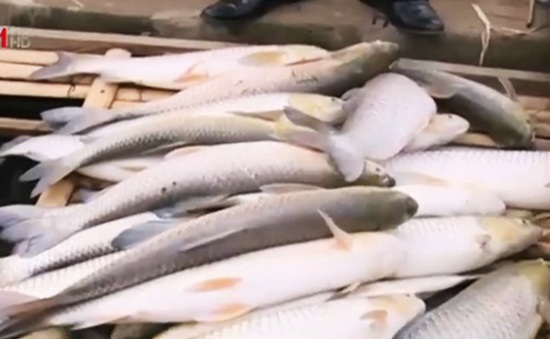 Vụ cá chết trên sông Bưởi: Nhà máy mía đường đền bù 1,4 tỷ đồng