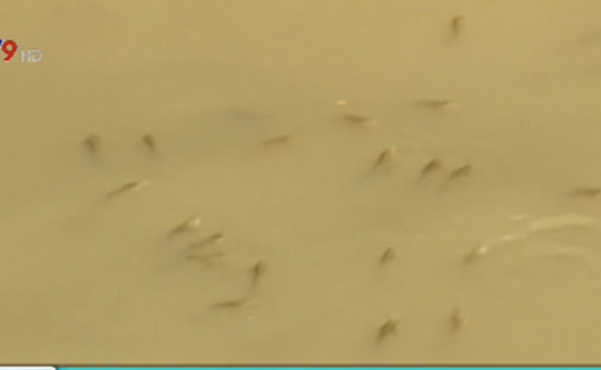 Bạc Liêu: Cá chết trắng kênh do ô nhiễm rơm rạ