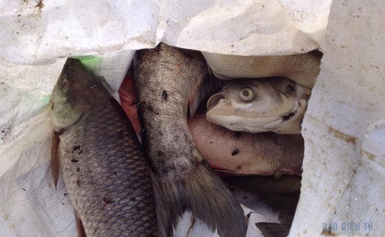 Cá chết trên hồ Linh Đàm đã được thu gom để mang đi xử lý
