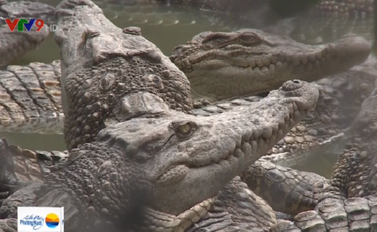 Giá cá sấu tại ĐBSCL giảm kỷ lục