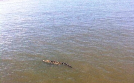 Cá sấu 70kg trên sông ở Long An đã mắc lưới