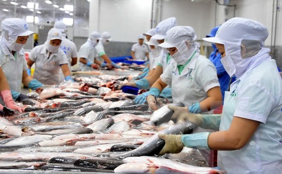 Lô hàng cá da trơn của 2 doanh nghiệp Việt Nam bị nhiễm hóa chất