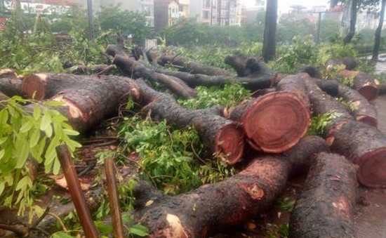 Hơn 500 cây xanh gãy đổ tại Hà Nội do ảnh hưởng của cơn bão số 1
