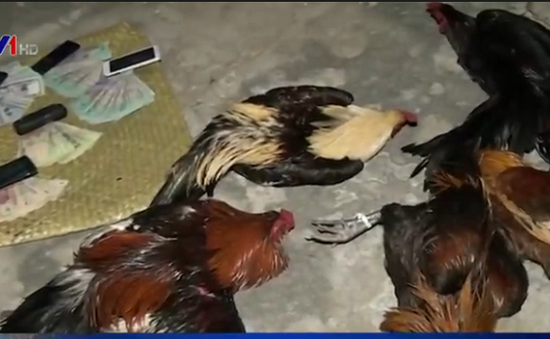 Phá trường gà tại Trà Vinh, bắt giữ 41 đối tượng