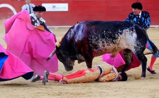 Đấu sĩ bị bò tót húc chết ở Tây Ban Nha