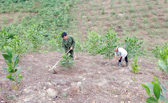 Lâm Đồng tạm ngưng 43 dự án liên quan đến rừng