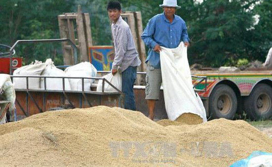 Thái Lan công bố chương trình trợ cấp lúa gạo mới cho nông dân