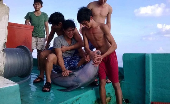 Phú Quốc vào cuộc truy tìm nhóm sát hại cá heo