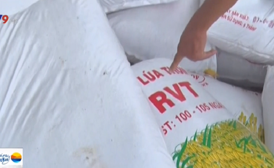 “Loạn” thị trường lúa giống RVT tại ĐBSCL