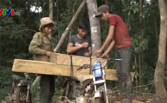Lâm Đồng khởi tố 11 đối tượng khai thác rừng trái phép