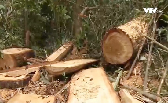 Quảng Nam: Thêm 3 nghi can vụ phá rừng pơ mu ra đầu thú