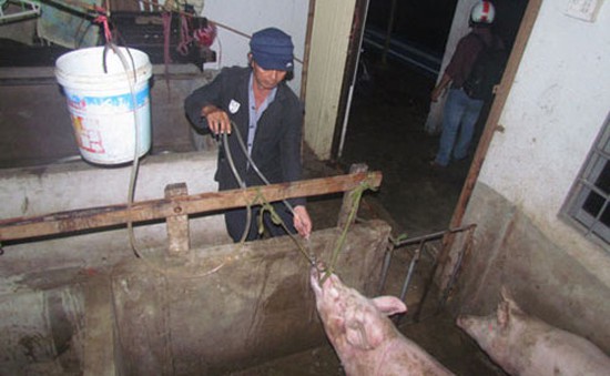 Bắt quả tang cơ sở giết mổ bơm nước vào lợn ở Bến Tre