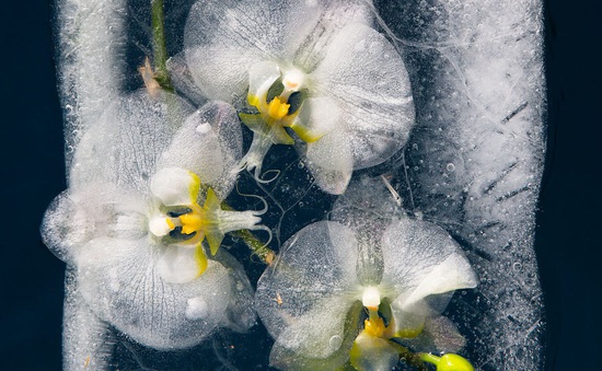 Ngắm vẻ đẹp mong manh của những bông hoa đóng băng