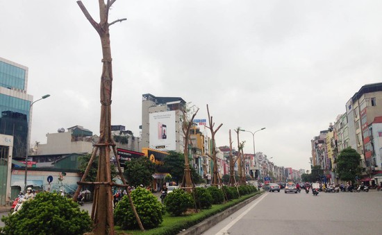 Cây chết khô trên đường Nguyễn Xiển: Sở Xây Dựng Hà Nội nói gì?