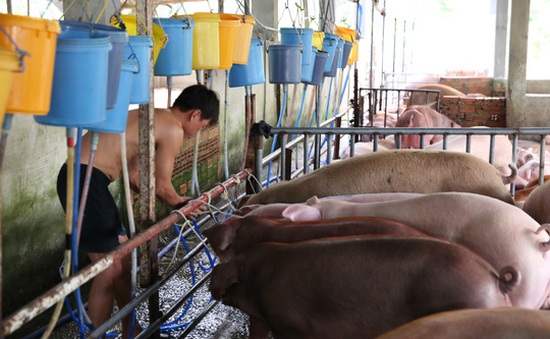 Bình Dương: Xử phạt chủ cơ sở bơm thuốc an thần vào lợn