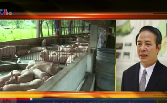 Trung Quốc đẩy mạnh nhập khẩu, giá lợn hơi Việt Nam tăng cao