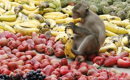 Tiệc buffet dành cho... khỉ ở Thái Lan