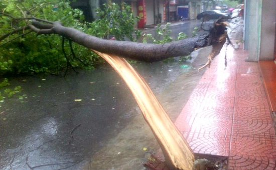 Mưa bão tại Hà Nội: 6 người thương vong, hơn 600 cây xanh ngã đổ