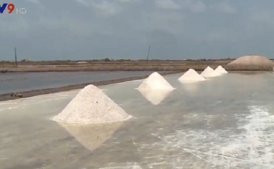 Tồn đọng lượng muối lớn, diêm dân thiếu vốn sản xuất muối trắng
