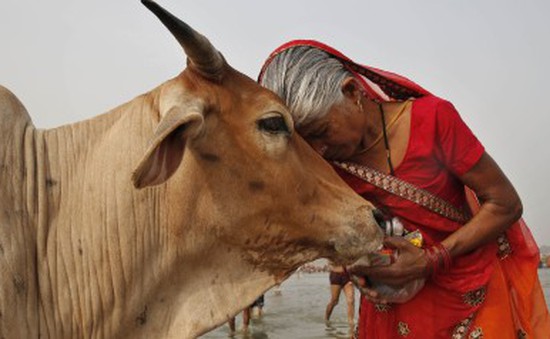 Ấn Độ phát hiện vàng trong... nước tiểu của bò