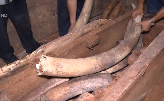 Khẩn trương điều tra vụ buôn lậu 2 tấn ngà voi tại cảng Cát Lái