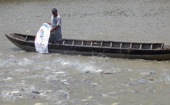 Giảm chi phí nhờ nuôi cá tra theo chuẩn VietGAP