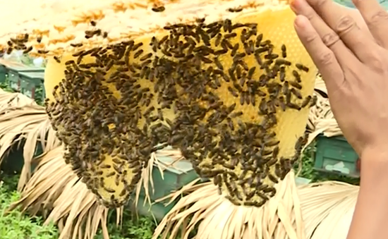 Hà Giang cấm người nuôi ong ngoại tỉnh: Có thực sự bảo vệ thương hiệu địa phương?