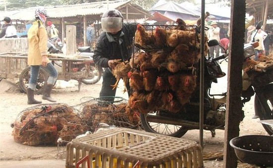 Nhập gà Trung Quốc: Người nuôi mất nghiệp, người tiêu dùng ăn “rác”?