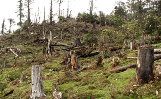 Đóng cửa rừng: Đại ngàn Tây Nguyên sẽ ngừng "chảy máu"?