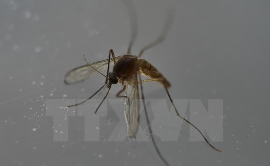 Philippines xác nhận 3 ca nhiễm virus Zika mới
