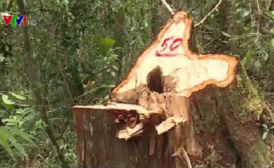 Sau vụ phá rừng pơ mu, Quảng Nam giao lực lượng biên phòng quản lý rừng biên giới