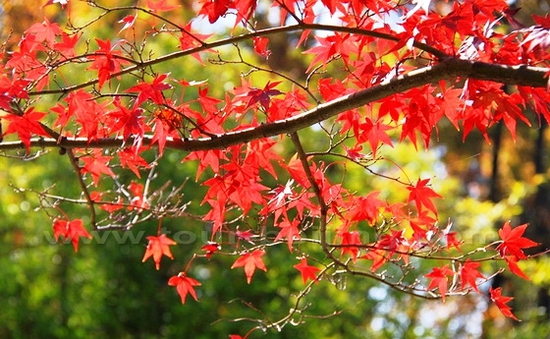 10 điểm ngắm mùa thu rực rỡ ở Trung Quốc
