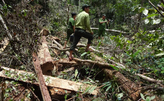 Khởi tố vụ phá rừng pơmu ở Quảng Nam