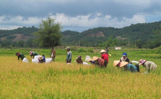 Kiên Giang: Xuất hiện “cò” lúa ép giá nông dân
