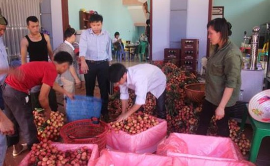 Xuất khẩu vải thiều qua cửa khẩu Lào Cai đạt hơn 10 triệu USD